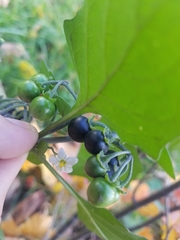 Solanum nigrum