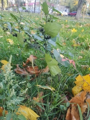 Solanum nigrum