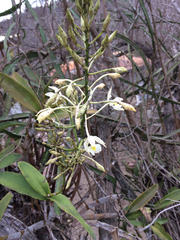 Epidendrum bracteolatum