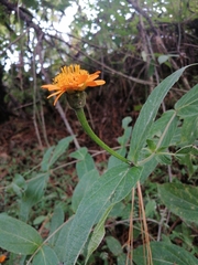 Lasianthaea macrocephala