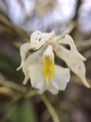 Epidendrum bracteolatum