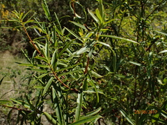Veronica stenophylla