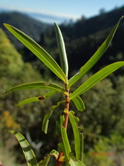 Veronica stenophylla