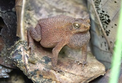 Ingerophrynus quadriporcatus