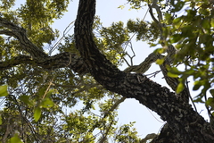Diospyros pentamera