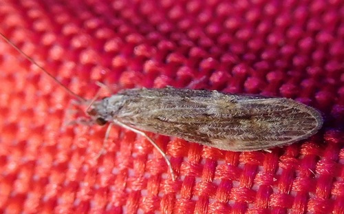 Oecetis cinerascens (Hagen, 1861)