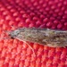 Ashy Long-horned Caddisfly - Photo (c) ellen hildebrandt, some rights reserved (CC BY-NC), uploaded by ellen hildebrandt