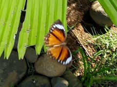 Elymnias hypermnestra