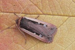 Ochropleura leucogaster