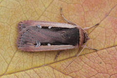 Ochropleura leucogaster