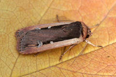 Ochropleura leucogaster