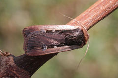 Ochropleura leucogaster