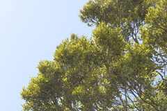 Diospyros pentamera