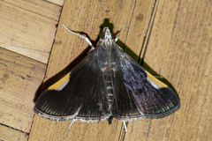 Peribona venosa