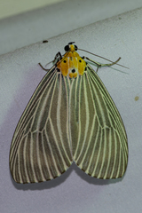 Neochera dominia