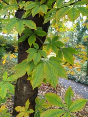 Aesculus × hybrida