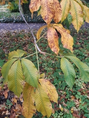 Aesculus × hybrida
