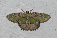 Eucyclodes discipennata