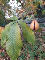 Aesculus × hybrida