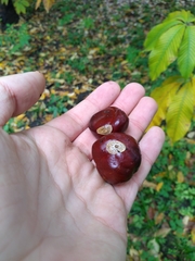 Aesculus × hybrida