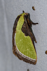 Melinaria repanda