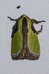 Melinaria repanda