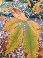 Aesculus × hybrida