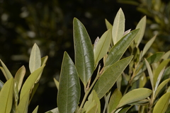 Diospyros pentamera