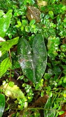 Asarum taipingshanianum