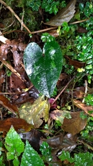 Asarum taipingshanianum
