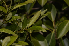 Diospyros pentamera