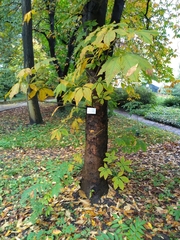 Aesculus × hybrida