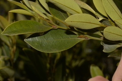 Diospyros pentamera