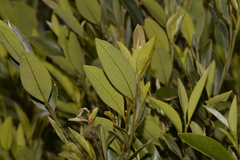 Diospyros pentamera