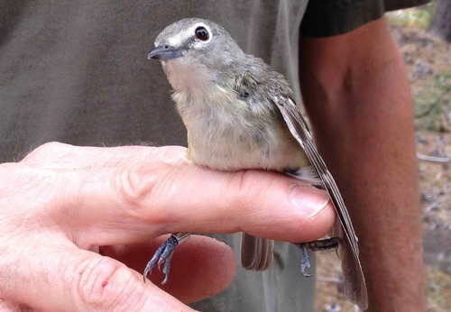 iNaturalist observation photo of Cassin's Vireo