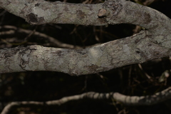 Diospyros pentamera