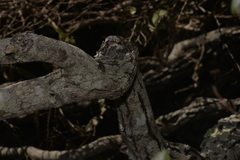 Diospyros pentamera