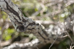 Diospyros pentamera