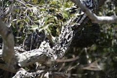 Diospyros pentamera