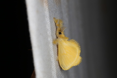 Dalceridae