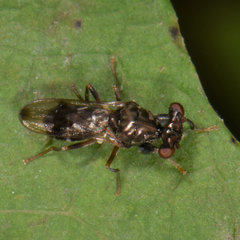 Sphyracephala brevicornis