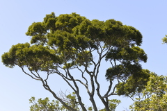 Diospyros pentamera
