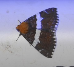 Buzara latizona