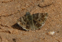 Muschampia baeticus