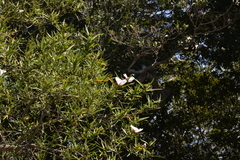 Hibiscus heterophyllus