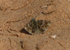 Muschampia baeticus