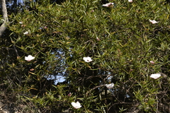 Hibiscus heterophyllus