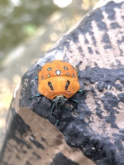 Poecilocoris druraei