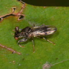 Sphyracephala brevicornis