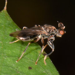 Sphyracephala brevicornis